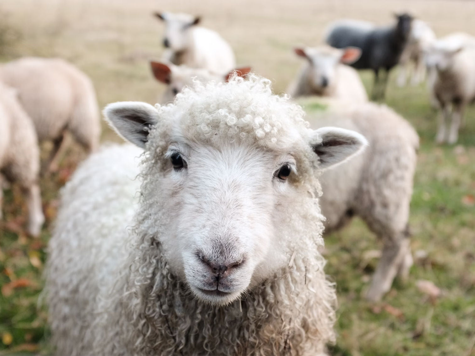 Wooly Worsted Merino Yarn – Ewe Ewe Yarns